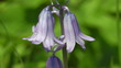 Spanisches Hasenglöcklein - Hyacinthoides hispanica