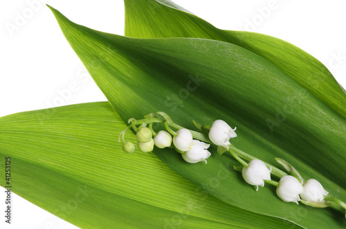 Photo: Lily of the Valley Lily of the Valley