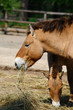 Przewalski's horses