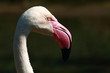 Portrait of Greater flamingo