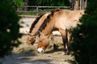 Pair of Przewalski's horses