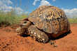Leopard tortoise (Stigmochelys pardalis)