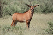 A a rare roan antelope (Hippotragus equinus)