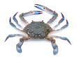 Blue crab isolated on white background