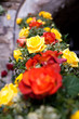 Carugi in fiore - Dolceacqua