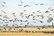flock of geese flying up