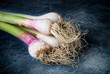 Aglio - Allium Sativum