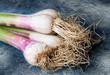 Aglio - Allium sativum