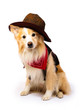 Border Collie Cowboy