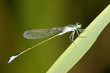 damselflies