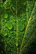 Dew droplets of water on foliage. Dew droplets of water on foliage.