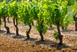 vineyard in the spring vineyard in the spring