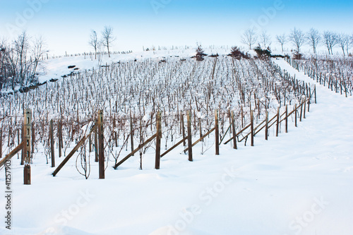 Photo: Tuscany: wineyard in winter Tuscany: wineyard in winter