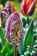 Tulip Rococco