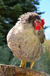 Bio Chicken Outdoor Bio Chicken Outdoor