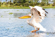 The Pelican is Flying