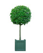 Bay tree isolated