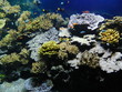 poisson