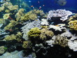 poisson