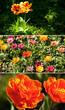 Color tulips in the garden