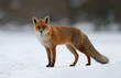 red fox in the snow