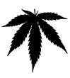 mariuana
