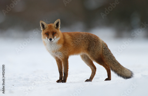 Photo: red fox in the snow red fox in the snow