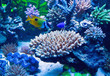 Aquarium