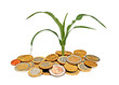 Corn growing from pile of coins Corn growing from pile of coins