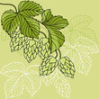 Hop Ornament On Green Grunge Background, Vector Illustration