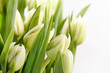 green tulips