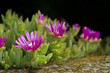Photo: Mesembriantemo - Mesembryanthemum Mesembriantemo - Mesembryanthemum