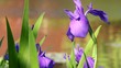菖蒲