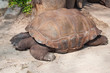 Giant turtle