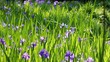 菖蒲