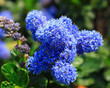Blue flower