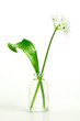 Bärlauchblüte