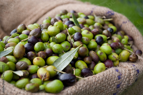 Photo: olive italiane olive italiane