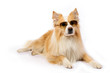 Dog with sunglasses