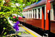 A violet and a red train coach