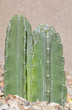 Thornless Decorative Cacti Thornless Decorative Cacti