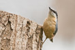 nuthatch