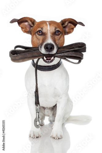 Foto: dog with leather leash dog with leather leash