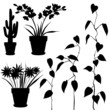 collection, for designers, plant vector