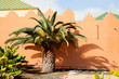 Palm trees