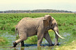 African elephant in the wild,Tanzania African elephant in the wild,Tanzania