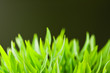 grass
