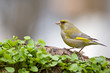 finch
