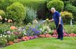 Feeding the summer flowers