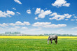 horse